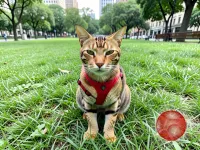 Ищу компанию для прогулок с котами