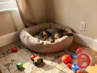 Передержка для котиков на время отпуска