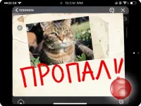 Потерялся кот!